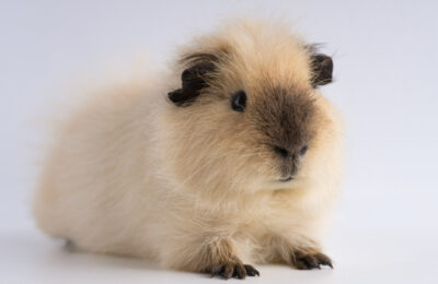 Como Saber se o Hamster Está Doente
