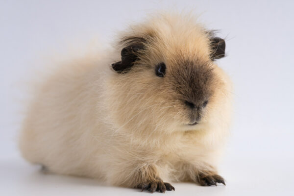 Como Saber se o Hamster Está Doente